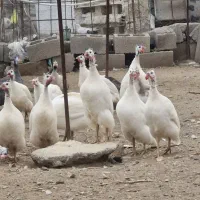 فروش و پرورش انواع طیور