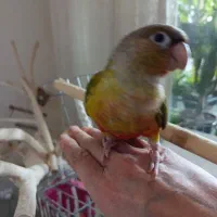 سه عدد طوطی گرینچیک دستی