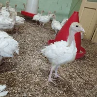 نیمچه بوقلمون