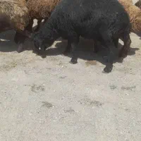 یک عدد قوچ همو ۲ونیم ساله