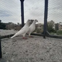 جفت نر ماده آلمانی