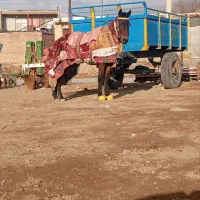 اسب یورقه