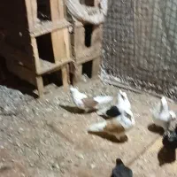 چهار جفت دوکت بدون غلط