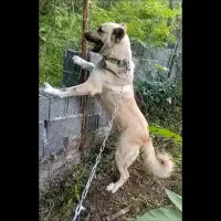 سگ گله