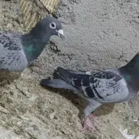 دوتا پلاکی نر