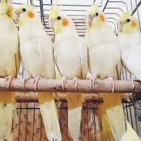 عروس هلندی
