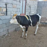 گاو نوکل