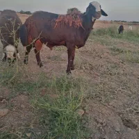 قوچ افشار به شرط