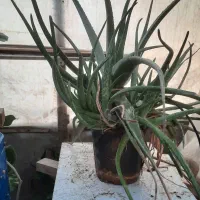 آلوئه ورا بزرگ