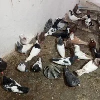 ۳۵ تا کفتریاکبوتر رنگه همه نر و پرشی