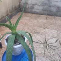 گل طبیعی|گل و گیاه طبیعی|پارسآباد, |دیوار