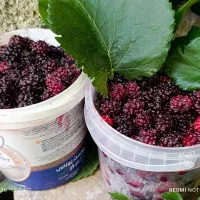 فروش شاه توت اعلا