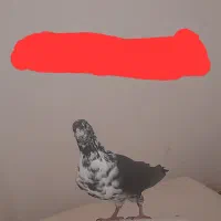 پلاکی بزک نر
