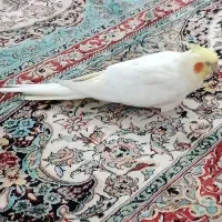 سه جفت عروس هلندی تخم گذار