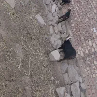 یک عدد بز شیری با دو کهر