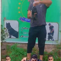سگ کن کورسو حساس روی خانواده و بادیگارد و حرفه ای