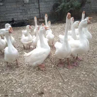 فروش غاز دوساله لیندا