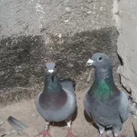 دوبر طوقی