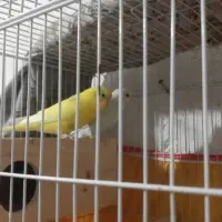 مرغ عشق وفنچ