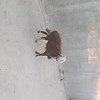 قوچ داشتی
