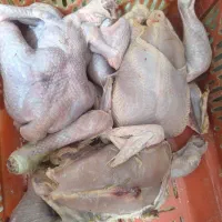 مرغ تلفاتی