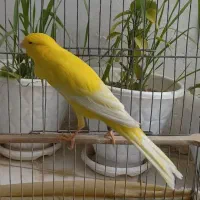 قناری نر طلایی رسمی قرص قرص شلاقی بخون
