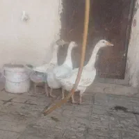 بوقلمون. قاز .جوجه .گردن لخت