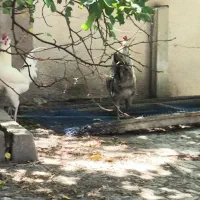 خروس نژاد گلین اصل