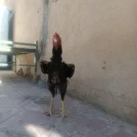 خروس