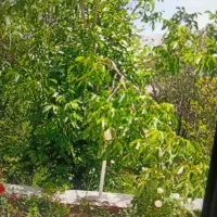 دهبکری روزانه