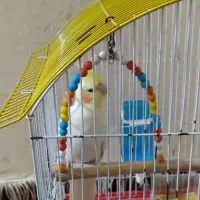 عروس هلندی نر اواز خون
