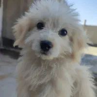 شیتزو فقط ۳ تومان