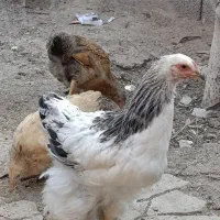 گلین برهما