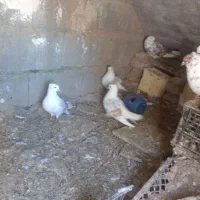 کبوتر