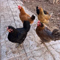 مرغ محلی تخم گذار