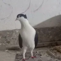 نرساده افغان کاکل