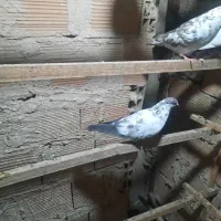 کفتر  قریبگیری
