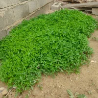 نهال گوجه