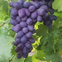 انگور سیاه و عسکری لوکس. خرده و عمده.