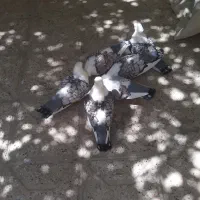 ساتن|پرنده|مشهد, تلگرد|دیوار