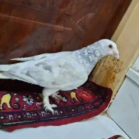 کفتر نر قلدر