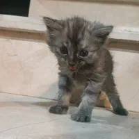 گربه