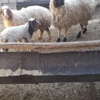 فروش شیک بره دار