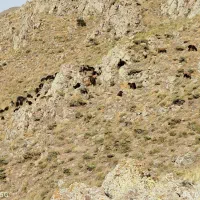 کارگری
