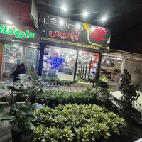 انواع گل و گیاه اپارتمانی
