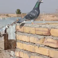 کفتر فروشی