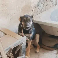 توله سراب و قدرجون
