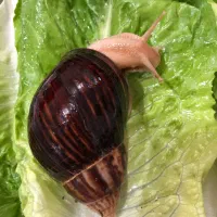 پرورش و فروش تخصصی مارژیناتا ایماکولاتا