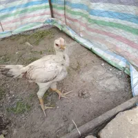 جوجه لاری