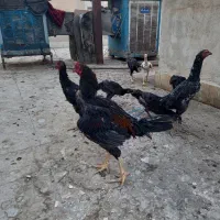 مرغ و خروس لاری جوجه لاری اصیل